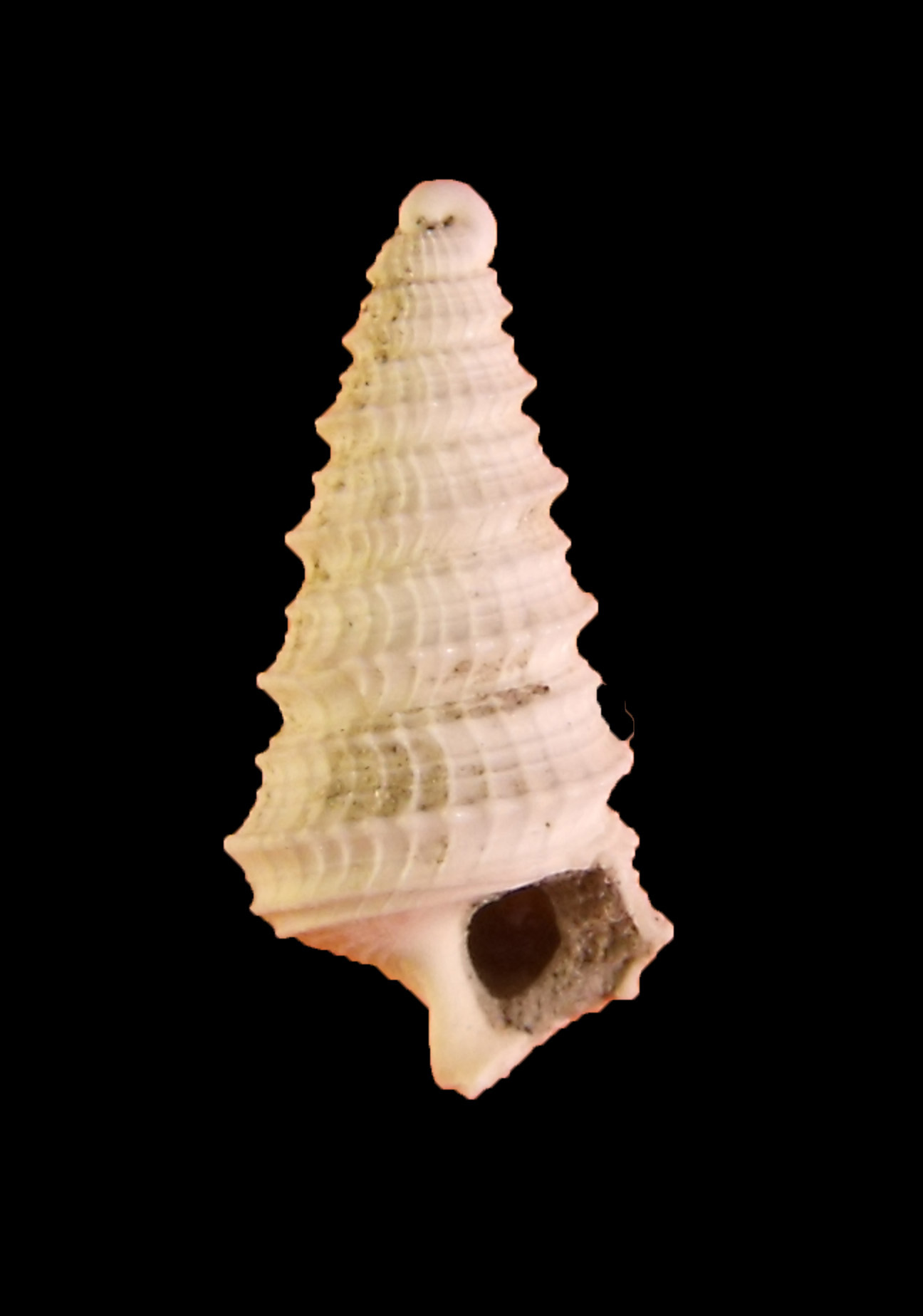 Fimbriatella Brocchi